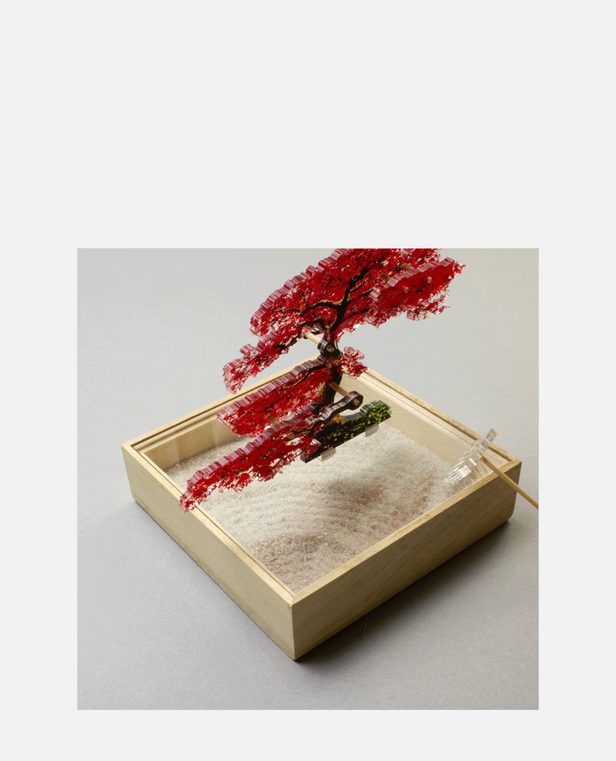 ミニ　盆栽　紅葉　モミジ