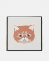 1 Exotic Shorthair